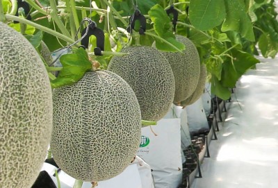Dưa lưới Ichiba Hợp Hòa Farm